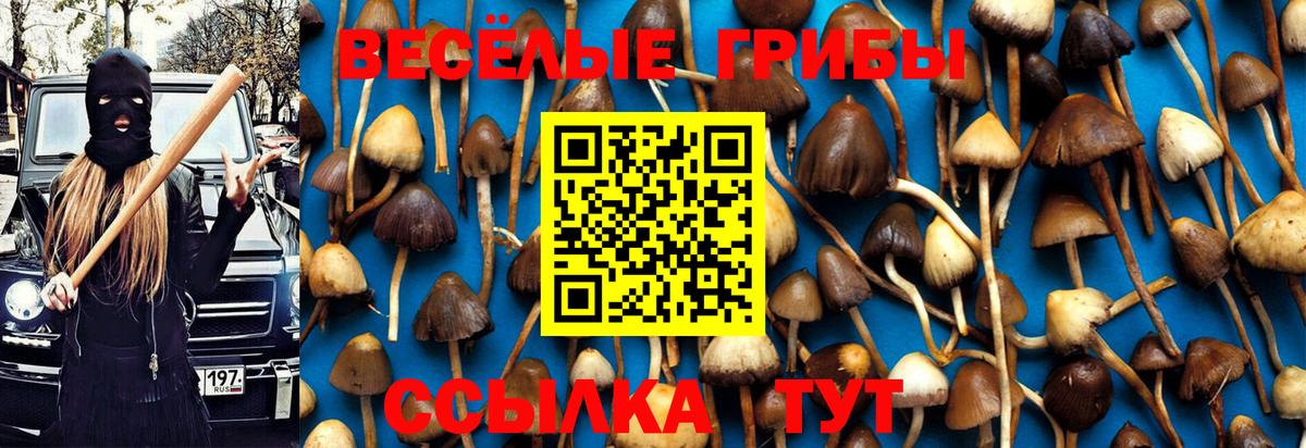 Псилоцибиновые грибы прущие грибы  Вход с VPN  цена   Славгород 